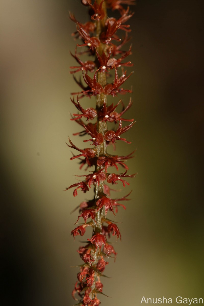 Oberonia meegaskumburae Priyad., Wijew. & Kumar
